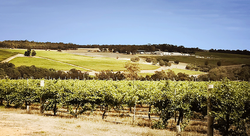 Terra Riche Vineyard